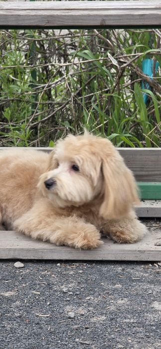 Мальтипу ф 1                      .