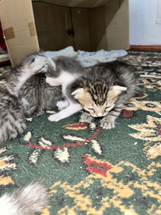 Котяты с красивыми оттенками