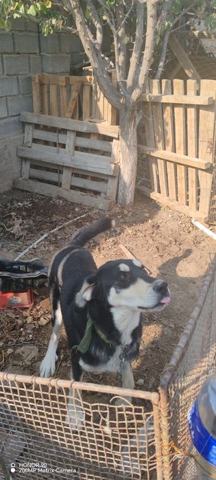 Собака кобель ит күшік