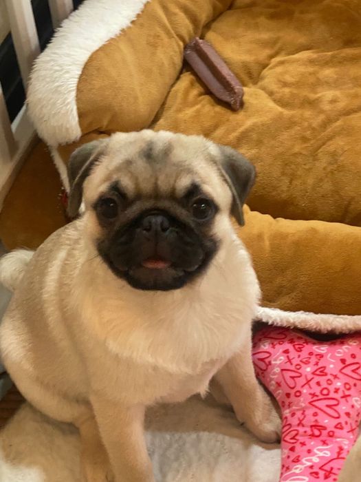 Fetita pug cu pedigree FCI