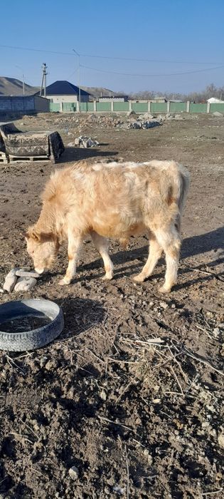 Бучок 1 жасар срочно