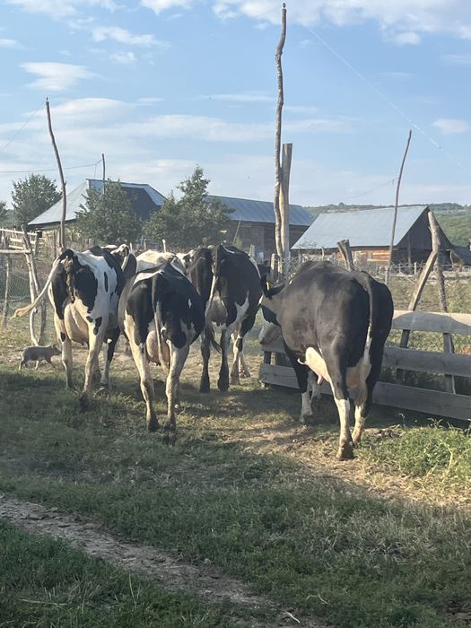 Vaci de lapte, din rasa Hollsthen f bune de lapte, tinere,la prima si a doua fatare..dau lot, sau la alegere… de vanzare juninci !