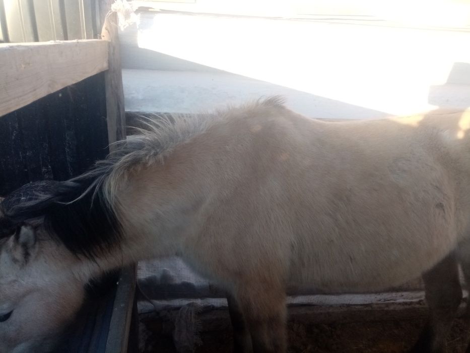 5жасар семиз бие сатылады