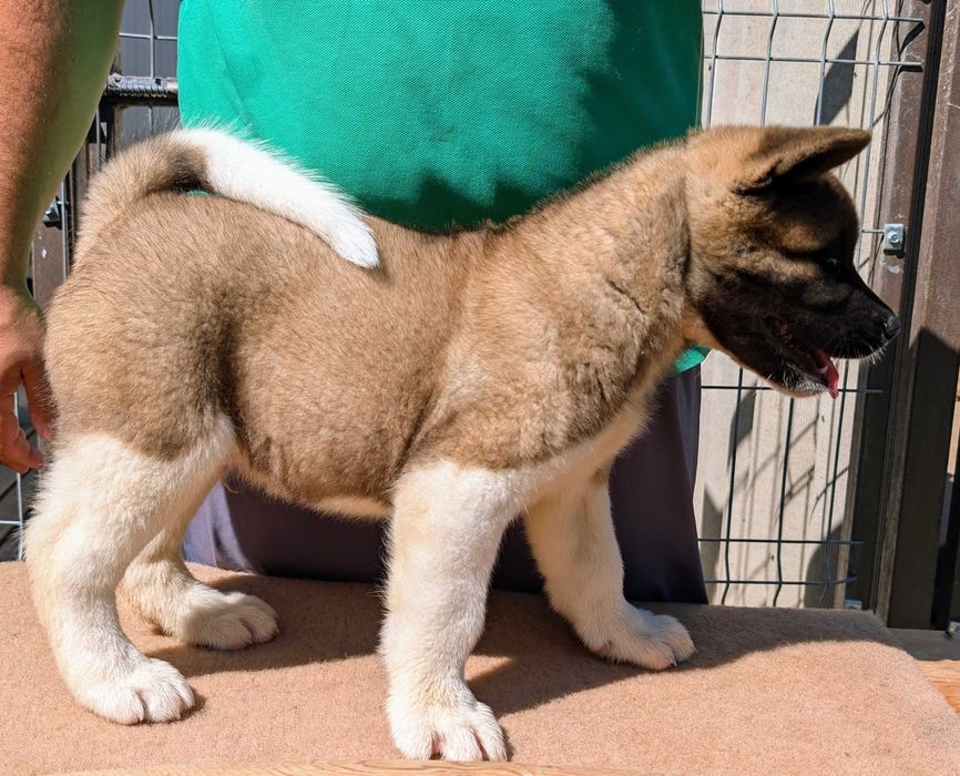 Mascul Akita American - linie de sânge premium