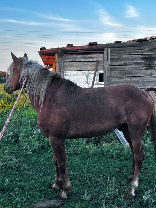 Айғыр, жеребец 5 жасар