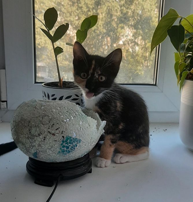 Котята , мальчик и девочка