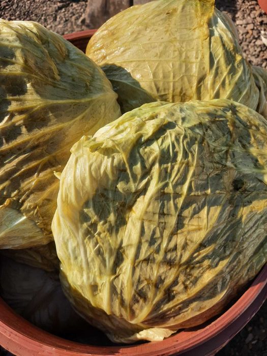 Varză Murată cu Foaie Subțire