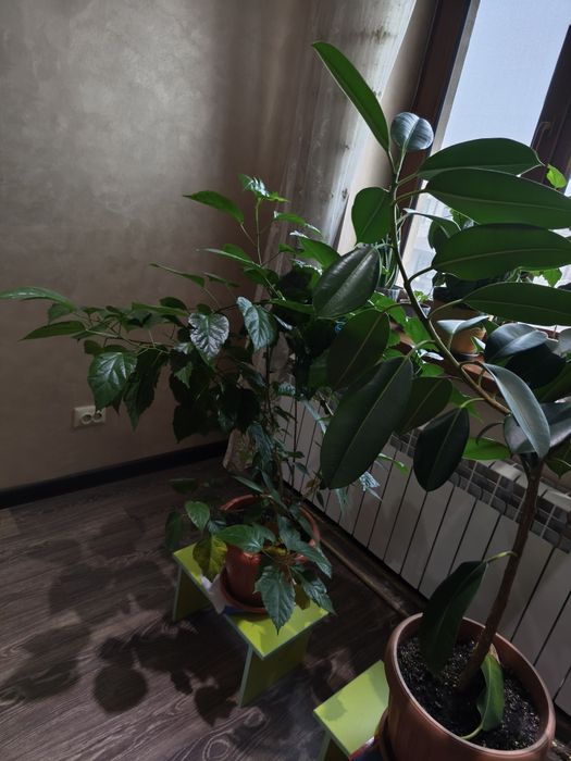 Цветы очень большие дешево