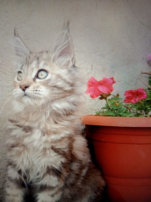 Кошечка Мейн Кун