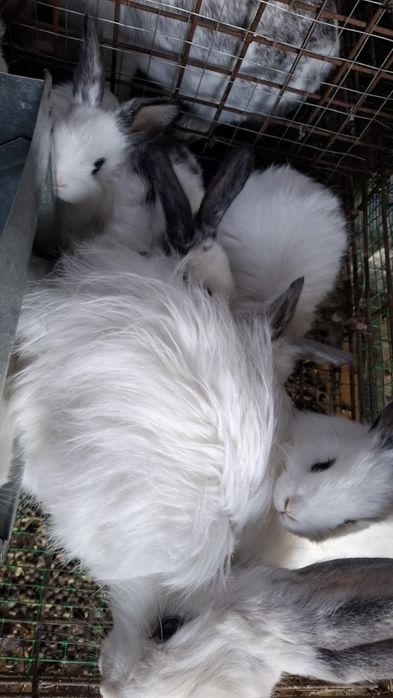 Куён quyon куен сотилади