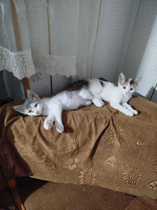 Милые котята отдадим в хорошие руки