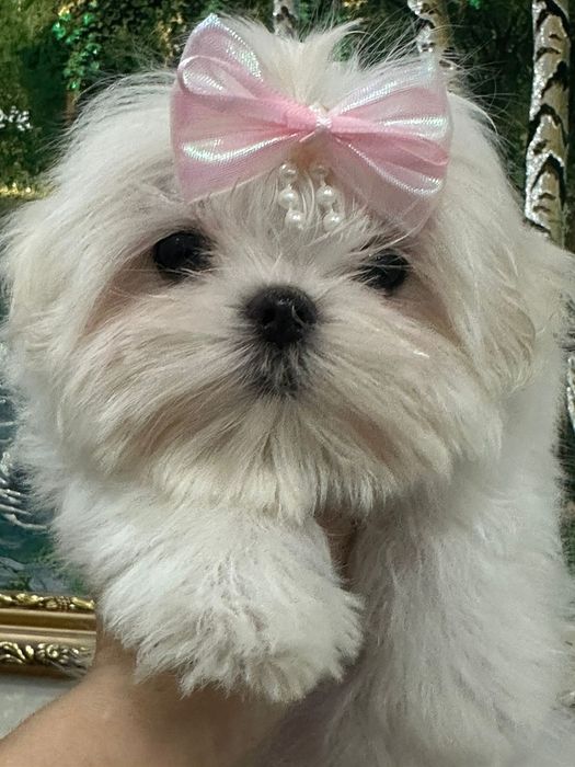 Мальтезе щенки девочка мини