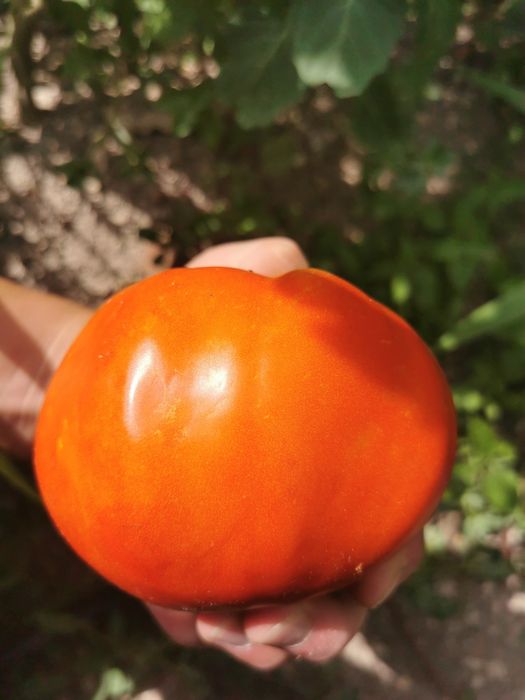 Продавам качествен гълъбов тор