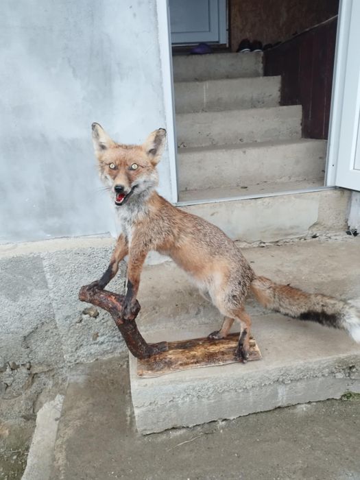 Păsări naturalizate (împăiate)