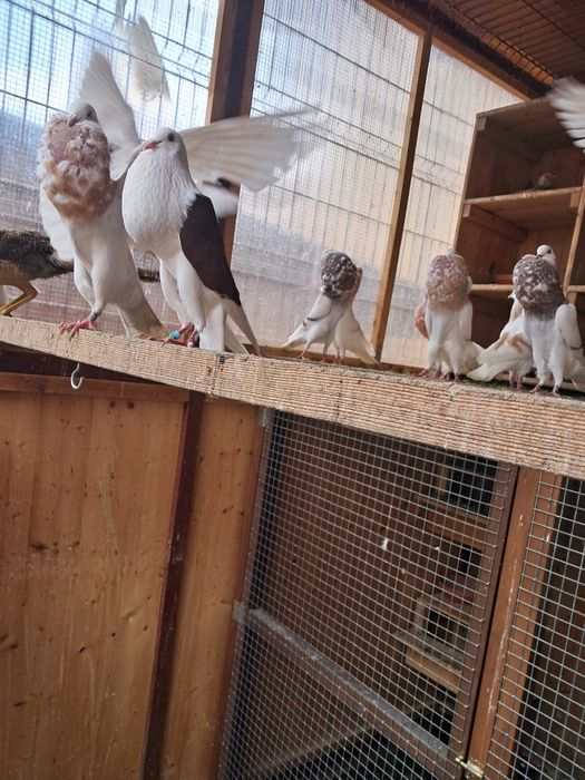Vând Porumbei Guṣaţi Hoserman aduși din Germania