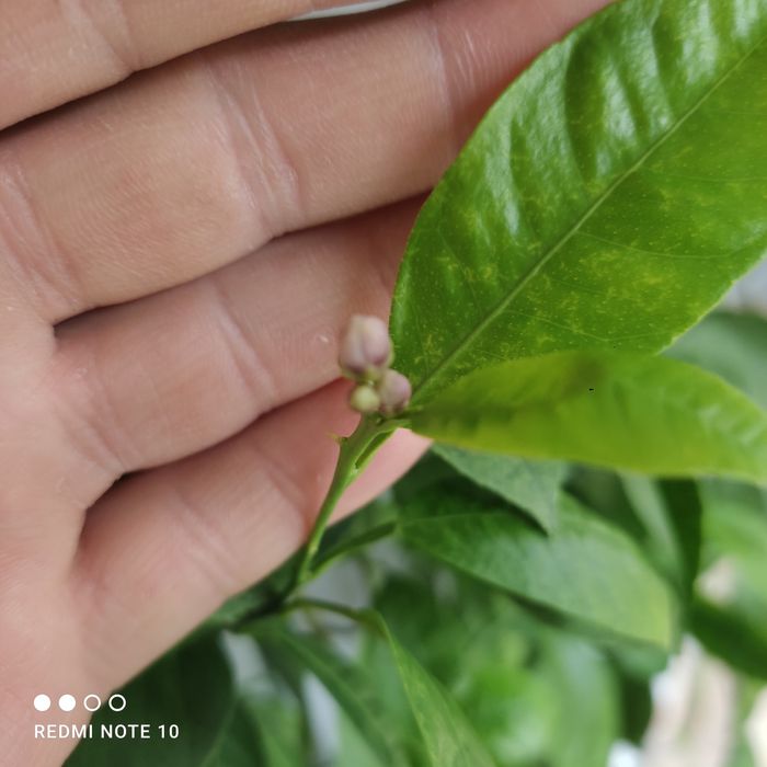 Продам плодоносящий мандарин