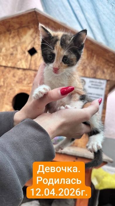 Котята в добрые руки