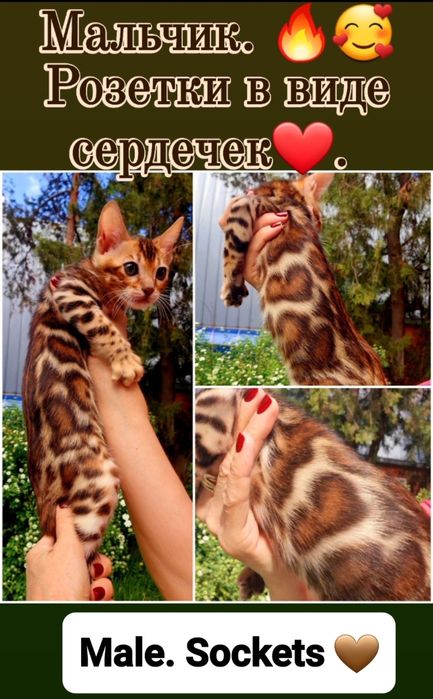 Шоу класса бенгальские котята