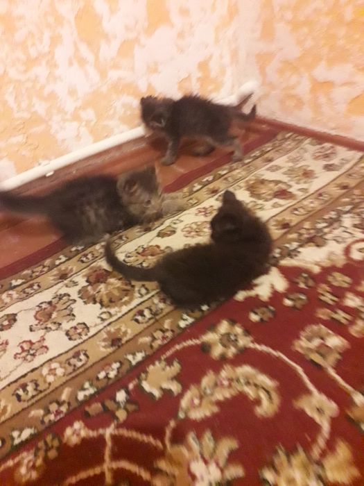 Котята бесплатно