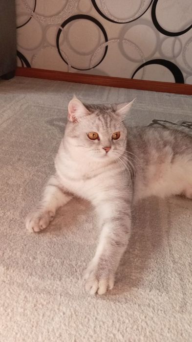 Вязка кошек британец окрас серебристая шиншилла