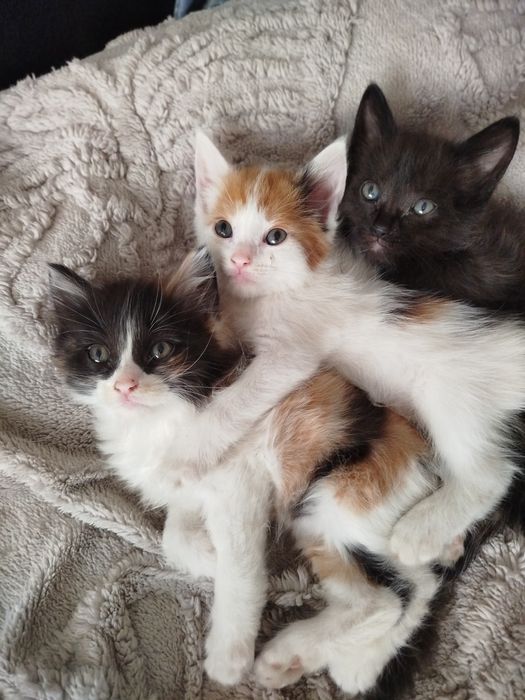 Котята смесь британской длинношёрстной