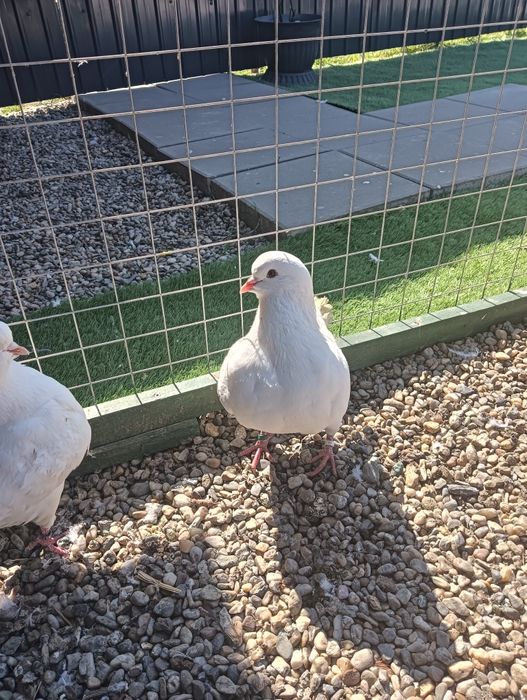 Vând porumbei kingi