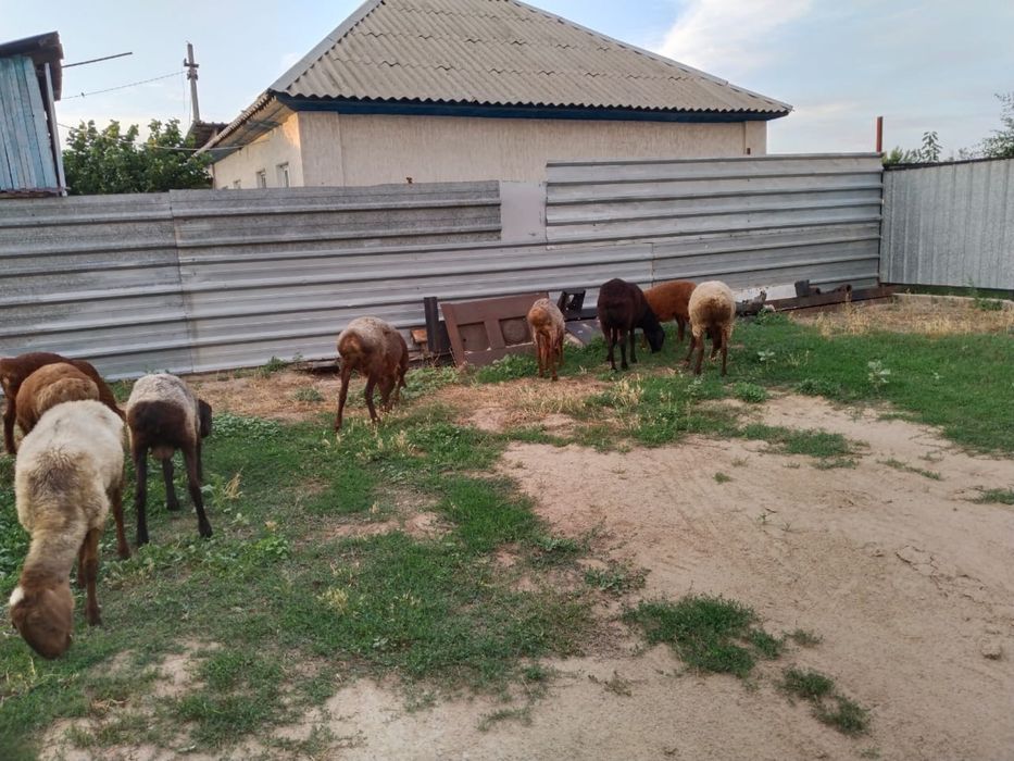 Бараны домашний скот