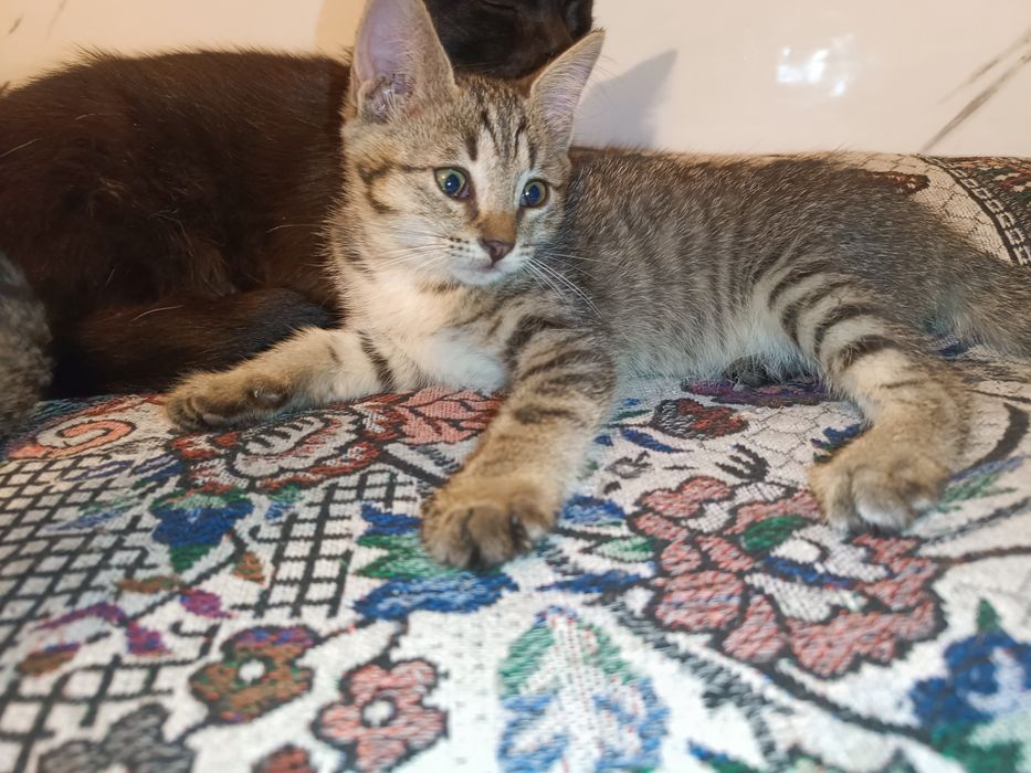 Котенок девочка ей 2 месяца