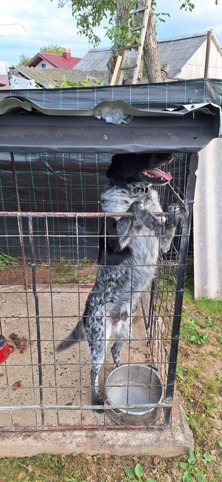 Donez câine de rasă.