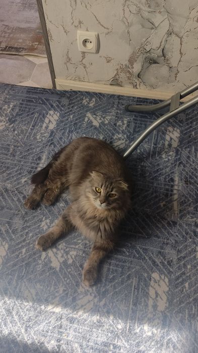 Отдам кошку и котёнка в добрые руки