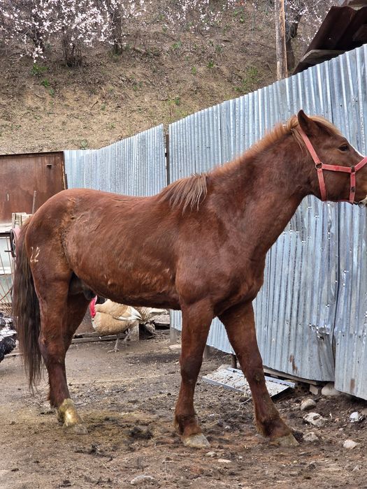 Полу тяж айғыр сатылады