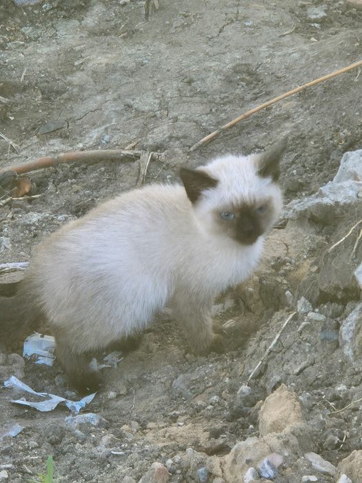Котятки ищут дом