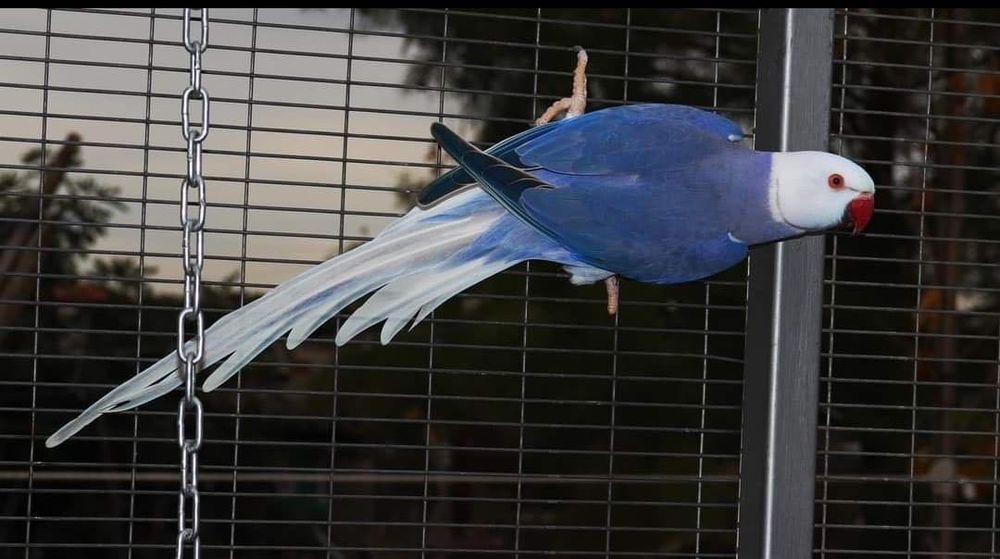 Малък Александър Мутация