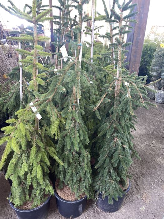 Ель коника, Ель инверса