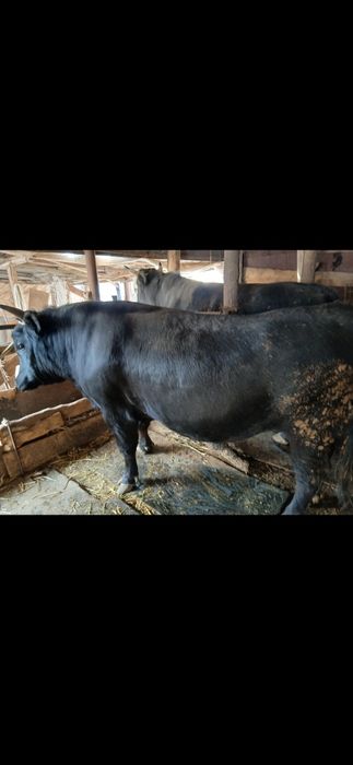 Продам коров быков