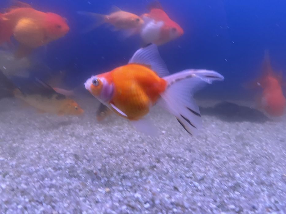 Продаются золотые рыбки