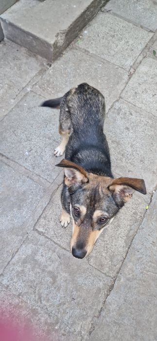 Cățele Adopție!!