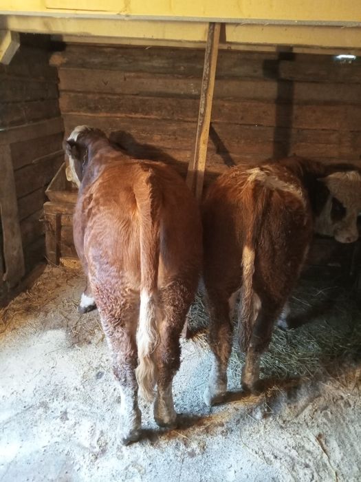 Tăurași de vânzare