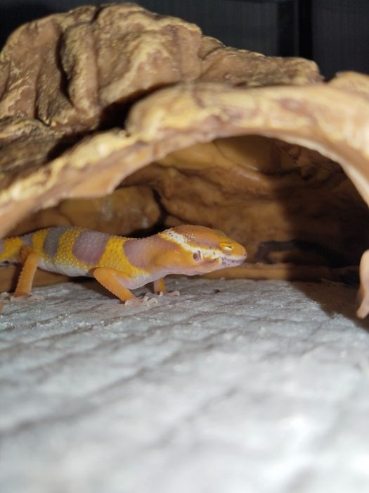 Продается эублефар