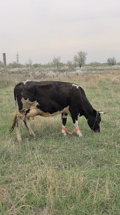 Продаю корову. Сиыр сатамын.