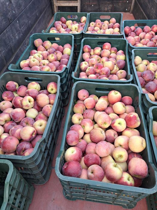 Mere Jonathan, Florina si Idared