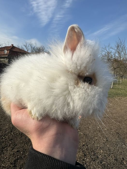 Iepurasi cap de leu pitic