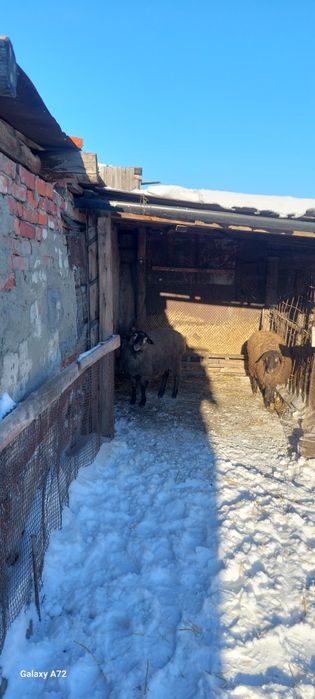 Продам двух баранов