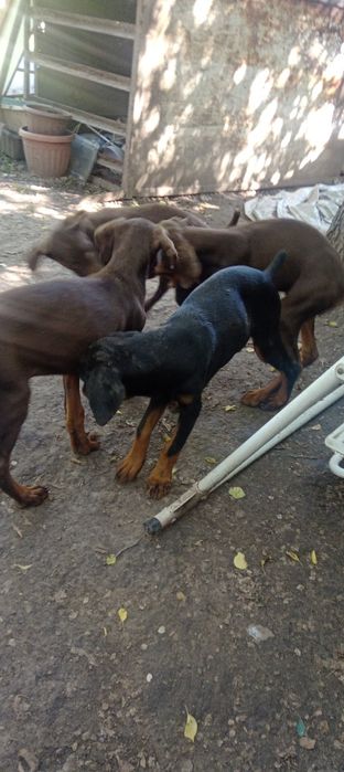 Щенки Доберманы ))