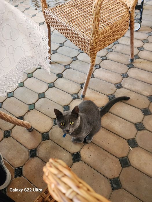 Продаеться пародистая кошка 1 годик, активный