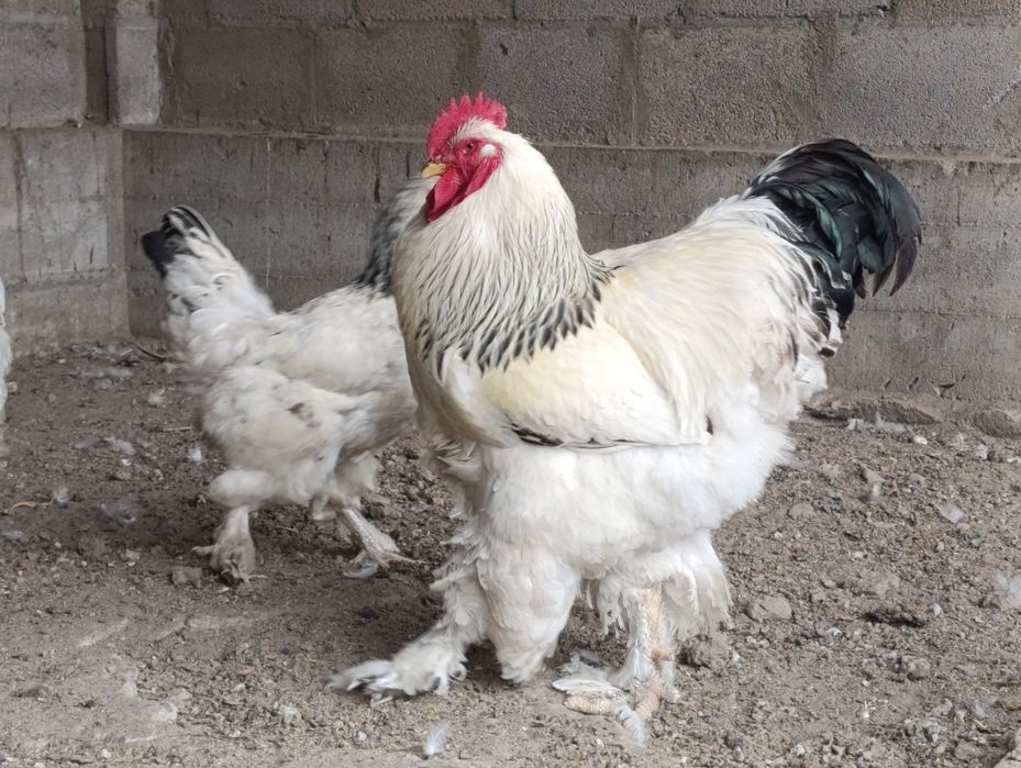 Продам петрушков Белой Брамы