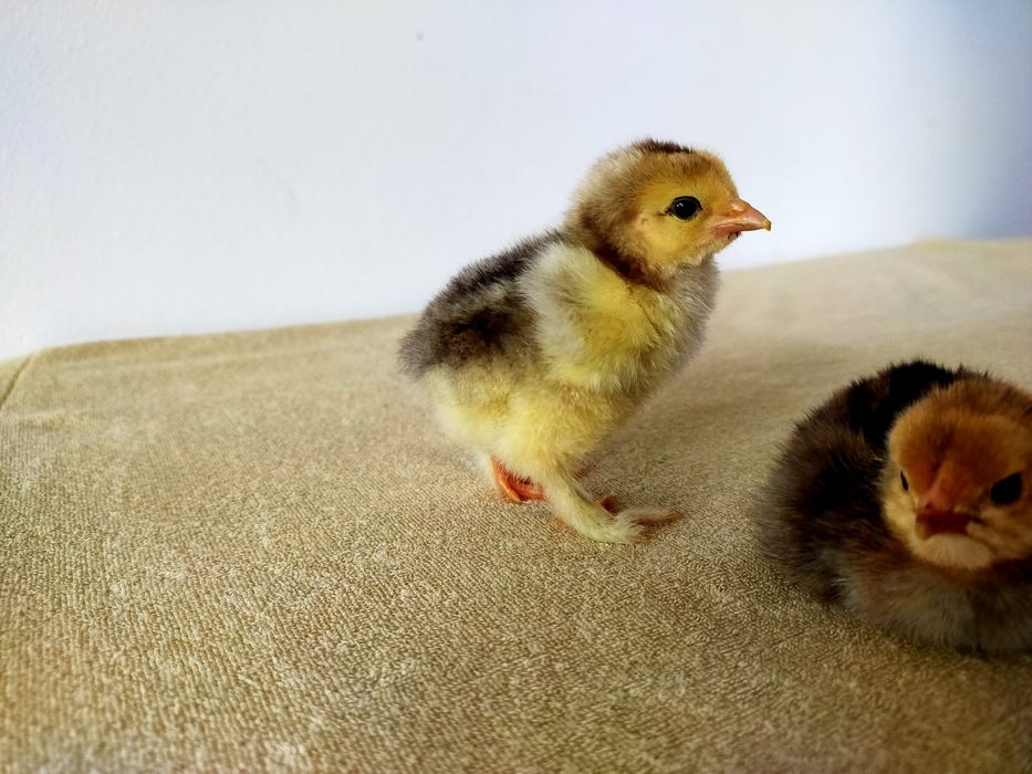 Brahma Pui,  Oua  cu precomanda