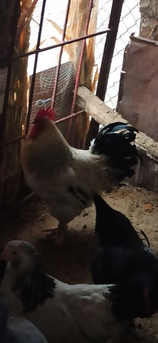 Sotiladi tetik kotta xo'roz 4 yoki 5 kg atrofida