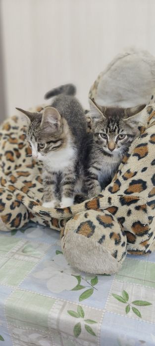 Отдам шикарного кота в добрые руки!!