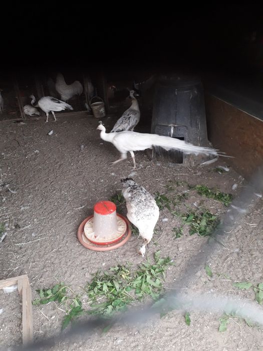 Păuni  masculi și femele maturi